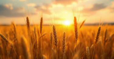 Goldene Felder