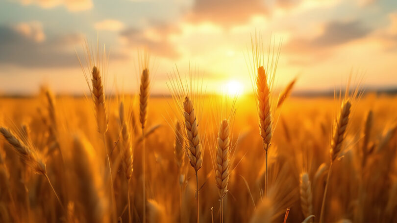 Goldene Felder